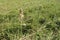 white colored tuberose flower on farm