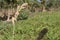 white colored tuberose flower on farm