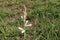 white colored tuberose flower on farm