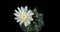 White Colorful Flower Timelapse of Blooming Cactus Opening