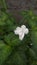 White colour beautiful kudalu flower