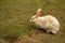 White colour rabbit feeding on grass in a lawn