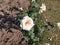 White colour roses in garden