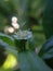 A whIte Coloured flower of Eclipta Alba plant. Itâ€™s also known as Bhringraj and false daisy