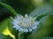 A whIte Coloured flower of Eclipta Alba plant. Itâ€™s also known as Bhringraj and false daisy