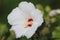 White coloured, hibiscus blossom in detail in hibiscus shrub