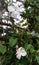 White coloured Hibiscus flowers are bloomed nicely in the garden nicely.