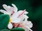 White coloured plumeria,singapoor graveyard flower,chafa with green blur background
