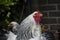 A white Columbia Brahma rooster.