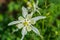 White Columbine Aquilegia vulgaris