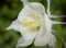 White Columbine Flower