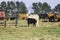 White commerical cow nursing her black calf with herd in background