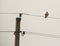 White Common Buzzard on a wire