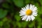 White common daisy bellis perennis against green background