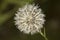 White common dandelion blowball - taraxacum officinale