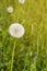 White common dandelion grass flower blooming in garden