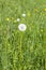 White common dandelion grass flower blooming in garden