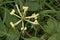 White common honeysuckle flower in a meadow - Lonicera periclymenum