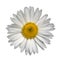 White common lawn daisy Bellis perennis flower top view isolated