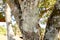 White Common Lichens on a Tree Trunk