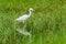 White common little egret egretta garzetta