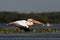 White common pelican flying over the lake