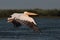 White common pelican flying over the lake