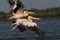 White common pelican flying over the lake