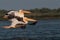 White common pelicans flying over the lake