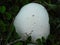 White Common Puffball fungus 2