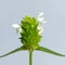 White common selfheal (Prunella vulgaris)