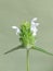 White common selfheal (Prunella vulgaris)