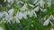 White common snowdrop - Galanthus nivalis - flowers growing in forest, closeup macro detail, camera slides to right