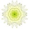 White Concentric Chrysanthemum Mandala Flower Isolated on Plain