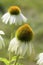 White Cone Flower