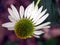 White Coneflower - Echinacea \'Coconut Lime\'