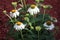White coneflower with green stems and leaves