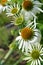 White coneflowers