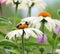 White Coneflowers