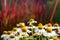 White coneflowers echinacea in full bloom in front of blurry Japanese bloodgrass
