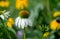 White coneflowers in garden with copy space