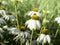 White coneflowers, Rudbeckia, blooming, close up