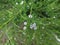 White confetti bush, Cape May, Coleonema album