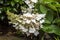White conical hydrangea flower.