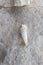 White conical seashell on stone. Small pointed conch with sharp protrusions spiraling around the shell.