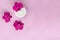 White container with cream for face and body with three magenta colored orchid flowers on pink background