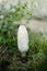 White coprinus mushrooms on the ground. Three white oval-shaped coprinus mushrooms closeup