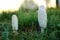 White coprinus mushrooms on the ground. Three white oval-shaped coprinus mushrooms closeup