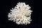 White Coral