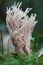 White coral fungus